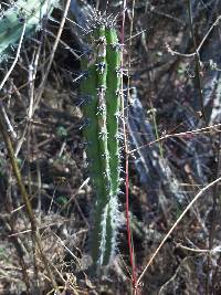 Praecereus euchlorus image