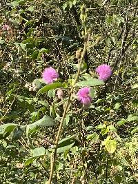 Mimosa albida image