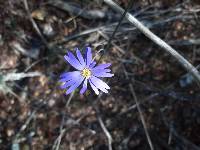 Onoseris speciosa image