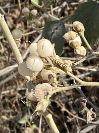 Cordia lutea image