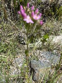 Centaurium erythraea image