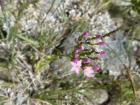 Centaurium erythraea image