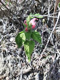 Salvia squalens image