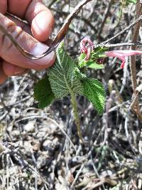 Salvia squalens image