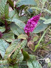 Phytolacca bogotensis image