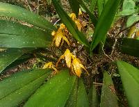 Maxillaria colorata image