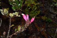 Bejaria resinosa image