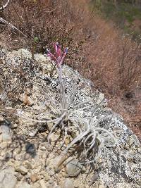 Tillandsia tectorum image