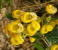 Calceolaria oxyphylla image