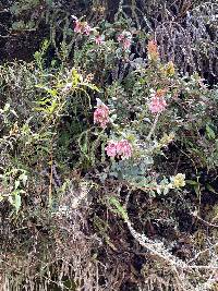 Vaccinium floribundum image