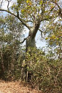 Ceiba trischistandra image