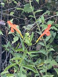 Bignonia longiflora image