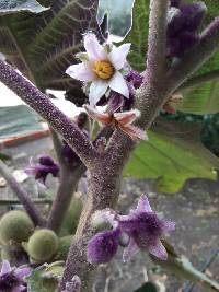 Solanum quitoense image