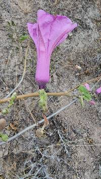 Image of Ipomoea carnea