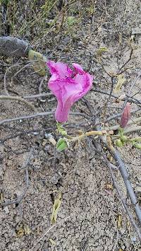 Ipomoea carnea image