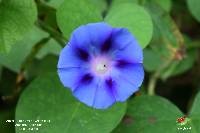 Ipomoea purpurea image