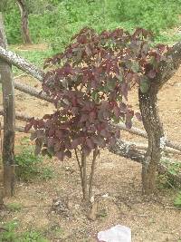 Euphorbia cotinifolia image