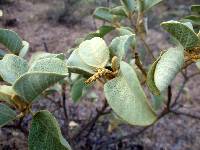 Croton wagneri image