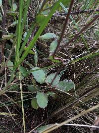 Kalanchoe laxiflora image