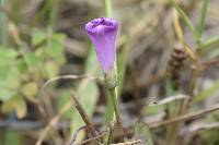 Ipomoea dumetorum image