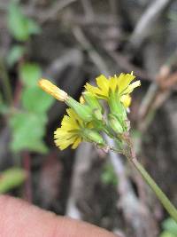 Youngia japonica image