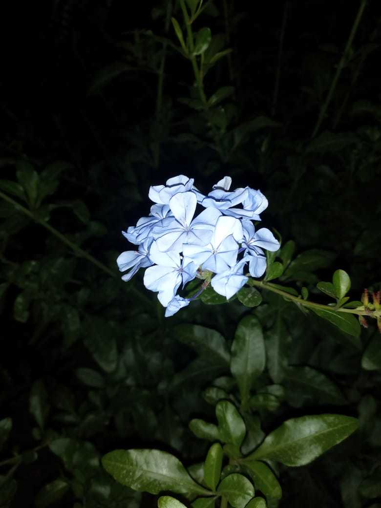 Plumbago image