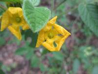 Oxalis psoraleoides image