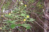 Oxalis psoraleoides image