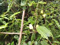 Passiflora indecora image