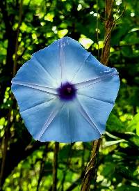 Ipomoea regnellii image