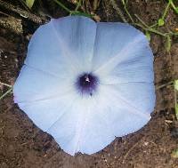 Ipomoea regnellii image