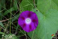 Ipomoea purpurea image