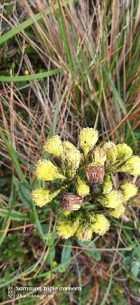 Senecio chionogeton image