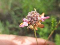 Dalea carthagenensis image