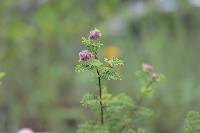 Dalea carthagenensis image