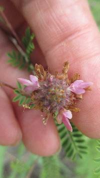 Image of Dalea carthagenensis