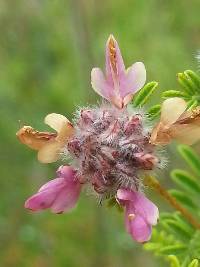 Dalea carthagenensis image