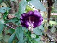 Cobaea scandens image