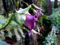 Cobaea scandens image