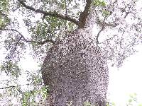 Ceiba insignis image