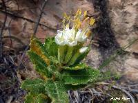 Cantua quercifolia image