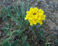 Lantana reptans image