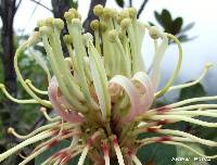 Oreocallis grandiflora image