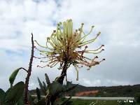 Oreocallis grandiflora image