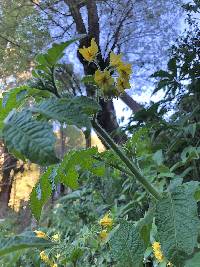 Solanum habrochaites image