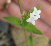 Galianthe dichotoma image