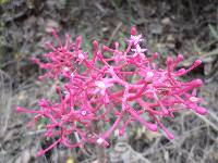 Vasconcellea parviflora image