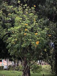 Tithonia diversifolia image