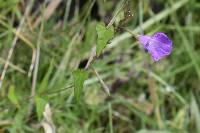 Ipomoea dumetorum image