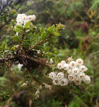 Gaultheria foliolosa image